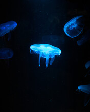 Vertical Shot Of Illuminated Blue Jellyfish In Dark Water