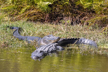 USA, Florida, Celebration. Two Alligators Resting In The Marsh