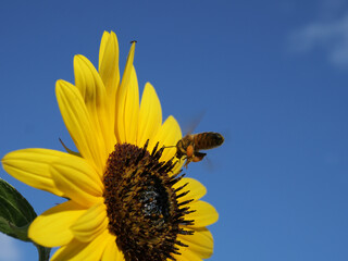 Sticker - Closeup shot of a bee flying on a sunflower against blue sky