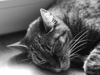 Poster - Grayscale shot of a cat sleeping under sunlight