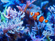 Closeup shot of a clownfish swimming in an aquarium