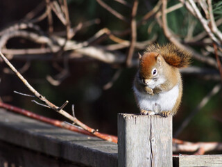 Poster - Fluffy squirrel on a wooden pole