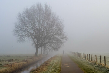 Canvas Print - Road near the tree in a park on a foggy morning