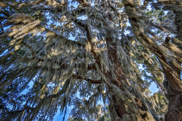 Sticker - USA, Georgia, Jekyll Island, Trees covered with Spanish Moss