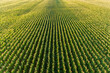 Aerial view of corn field, Marion County, Illinois