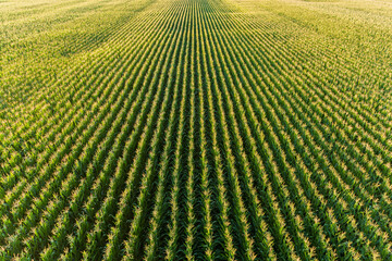Wall Mural - Aerial view of corn field, Marion County, Illinois