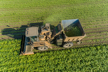 Wall Mural - Picking green beans during the green bean harvest, Mason County, Illinois