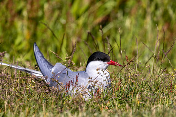 Sticker - Arctic Tern nesting at Machias Seal Island, Maine, USA