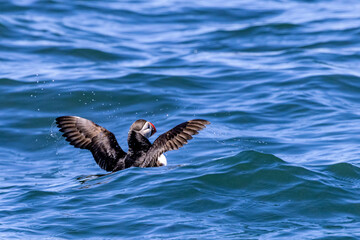 Sticker - Atlantic Puffins on the water at Machias Seal island, Maine, USA