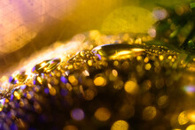 金色に輝く雨粒
