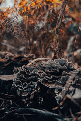 Poster - Vertical shot of dried plants covered in frost in a forest