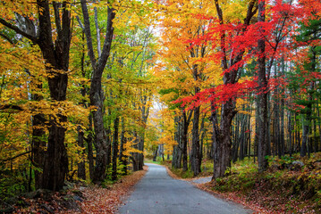 Sticker - USA, New Hampshire, tree-lined road with maple trees in Fall colors.