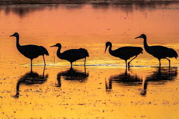 Wall Mural - USA, New Mexico, Bosque Del Apache National Wildlife Refuge. Sandhill crane silhouettes in water at sunrise.