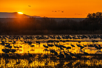 Wall Mural - USA, New Mexico, Bosque Del Apache National Wildlife Refuge. Sandhill crane silhouettes in water at sunrise.