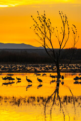 Canvas Print - USA, New Mexico, Bosque Del Apache National Wildlife Refuge. Sandhill cranes in water at sunrise.