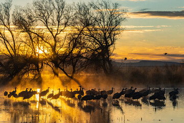 Poster - USA, New Mexico, Bernardo Wildlife Management Area. Sandhill cranes in water on foggy sunrise.