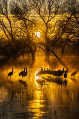 Poster - USA, New Mexico, Bernardo Wildlife Management Area. Sandhill cranes in water on foggy sunrise.