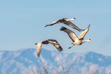 Wall Mural - USA, New Mexico, Bernardo Wildlife Management Area. Sandhill cranes in flight at sunset.