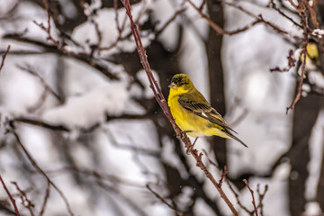 Wall Mural - USA, New Mexico. Lesser goldfinch in tree.