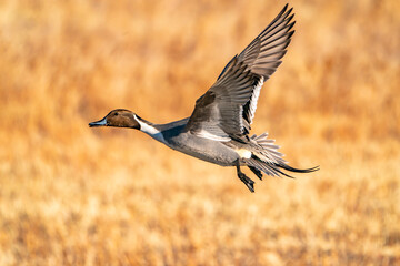 Poster - USA, New Mexico, Bosque del Apache National Wildlife Refuge. Pintail duck drake in flight.