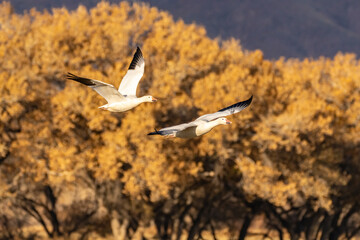 Wall Mural - USA, New Mexico, Bosque del Apache National Wildlife Refuge. Snow geese in flight.