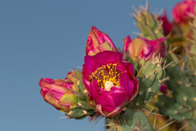 Tree Cholla In Bloom, High Desert Of Edgewood, New Mexico