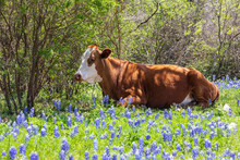 Johnson City, Texas, USA. Cow In Bluebonnet Wildflowers In The Texas Hill Country.