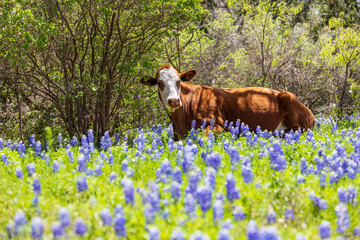 Sticker - Johnson City, Texas, USA. Cow in bluebonnet wildflowers in the Texas Hill Country.