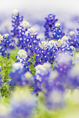 Wall Mural - Spicewood, Texas, USA. Bluebonnet wildflowers in the Texas Hill Country.