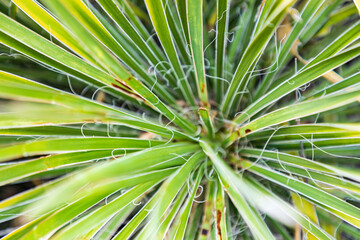 Poster - Llano, Texas, USA. Yucca plant in the Texas Hill Country.