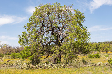 Canvas Print - Marble Falls, Texas, USA. Tree and prickly pear cactus in the Texas Hill Country.