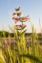 Lampasas, Texas, USA. False Foxglove Wildflowers In The Texas Hill Country.