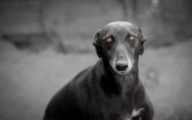 Sticker - Grayscale closeup shot of a dog with bright red eyes