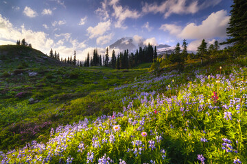 Poster - USA, Washington, Mt. Rainier National Park. Mountain meadow with wildflowers.