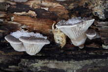 Edible Mushroom Pleurotus Ostreatus In Floodplain Forest. Known As Oyster Mushroom, Oyster Fungus, Or Hiratake. Winter Mushrooms Growing On The Wood.