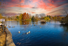 A Shot Of Blue Lake Water With Mallard Ducks And Canadian Geese On The Water Surrounded By Gorgeous Autumn Colored Trees Reflecting Off The Water With Powerful Clouds At Sunset At Centennial Park