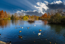 A Shot Of Blue Lake Water With Mallard Ducks And Canadian Geese On The Water Surrounded By Gorgeous Autumn Colored Trees Reflecting Off The Water With Powerful Clouds At Sunset At Centennial Park