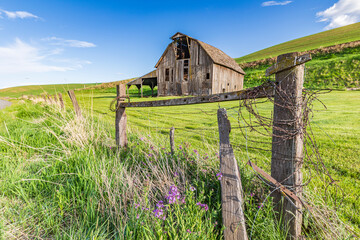 Wall Mural - Pullman, Washington State, USA. A gray weathered barn in the Palouse hills. (Editorial Use Only)