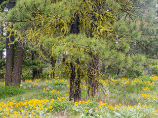 Wall Mural - Wildflowers at the base of a Ponderosa pine tree.