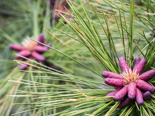 Wall Mural - Close-up of pink pine cone buds of the Ponderosa Pine tree.