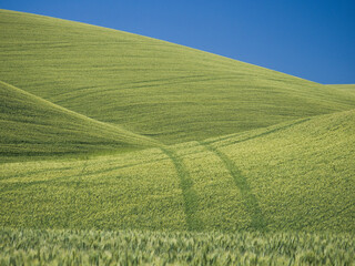 Sticker - Angles and tracks in the wheatfields with blue sky.