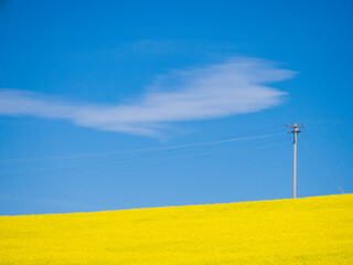 Canvas Print - Canola in full bloom in the Palouse country of Eastern Washington.