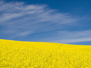 Sticker - Canola in full bloom in the Palouse country of Eastern Washington.