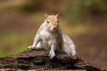 Issaquah, Washington State, USA. Western Gray Squirrel Standing On A Log