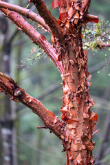 Wall Mural - Issaquah, Washington State, USA. Paperbark Maple (Acer griseum) with peeling red bark on a foggy day.