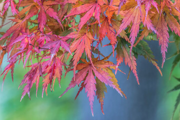 Wall Mural - Washington State, Seattle. Kubota Garden, Autumn leaves