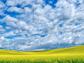 Wall Mural - USA, Washington State, Palouse, Spring canola field with beautiful clouds