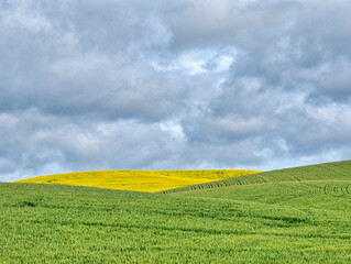 Sticker - USA, Washington State, Palouse, Rolling hills of canola and wheat