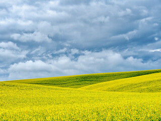 Sticker - USA, Washington State, Palouse, Rolling hills of canola and wheat