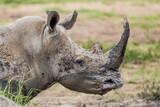 Fototapeta Zwierzęta - Southern White rhino relaxing in the Hluhluwe-Imfolozi game reserve